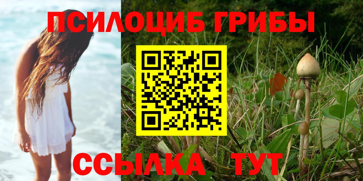 Псилоцибиновые грибы Psilocybe Балтийск